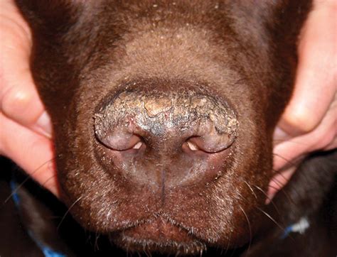 Nasal Planum Disease in Dogs | Clinician's Brief