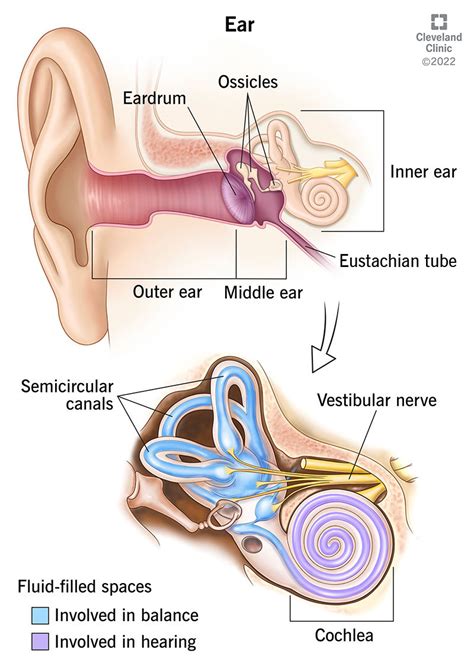 Anatomy Of The Ear Inner Middle And Outer Ear Kenhub | SexiezPicz Web Porn