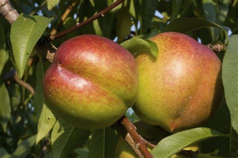 Nectarine Tree Harvesting - Learn How And When To Pick A Nectarine ...