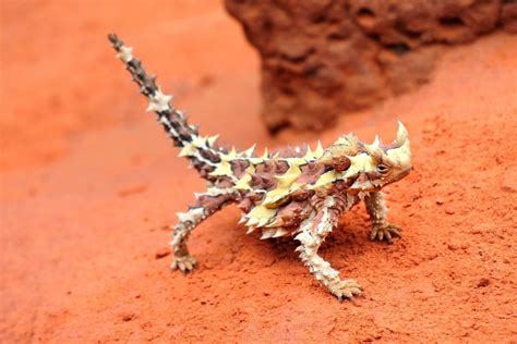 Thorny Devil Lizard Facts