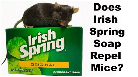 Does Irish Spring Soap Repel Rodents? Mouse Mythbusters. | Irish spring soap, Irish spring ...