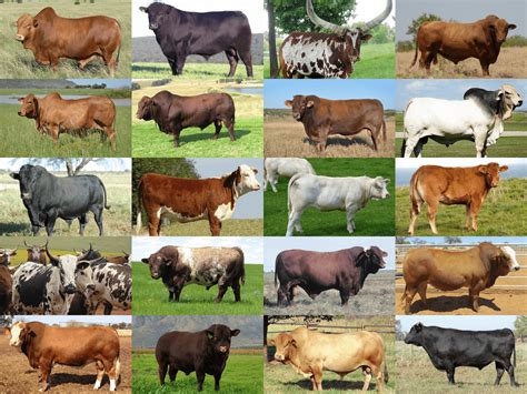 Cattle Farming - Everythig You Want to Know | Beefmaster