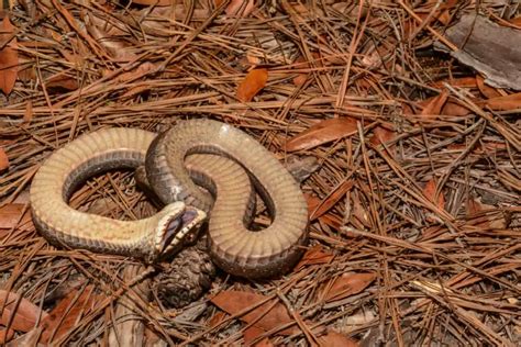 Western Hognose Snake: Care Guide Checklist for Beginners