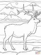 Rocky Mountain Elk Coloring Page  Home sketch template