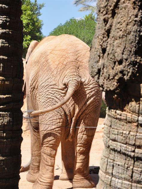 Bioparc, Valencia, Spain | Favorite places, Valencia, Spain