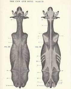 Vintage Cow and Bull Top Torso View Illustration Book Page | Anatomy sketches, Anatomy sculpture ...