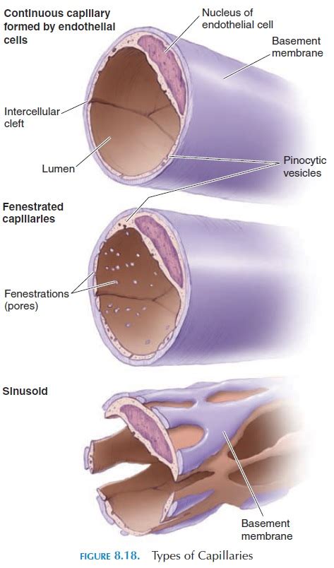 Capillaries - Structure And Function of Blood Vessels