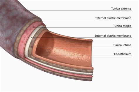 Artery Structure, Function, and Disease