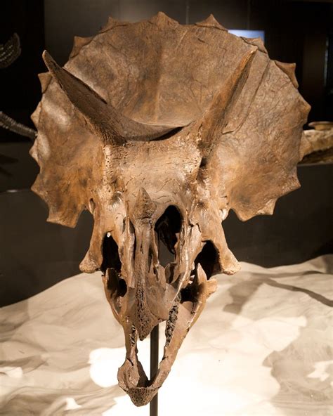 trihead | Prehistoric animals, Prehistoric, Dinosaur fossils