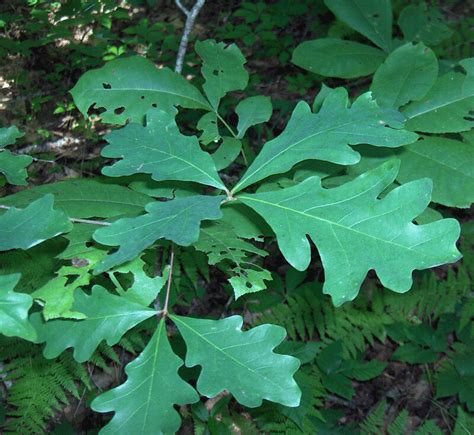 White-Oak-leaves | Homer Edward Price | Flickr