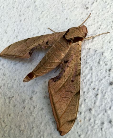 56 Best Of Moths Of Florida - insectza