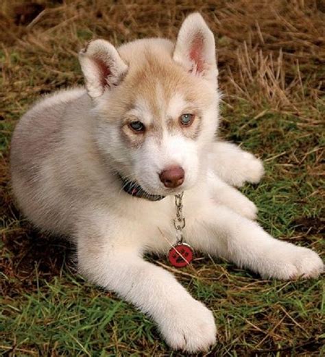 Light Brown Blue Eyes Light Brown German Shepherd Puppies - Pets Lovers