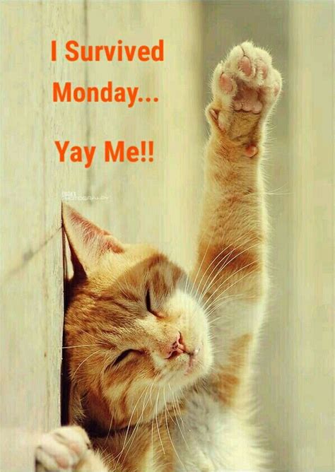 I Survived Monday... Yay Me!! Monday Cat, Monday Humor, Happy Monday ...