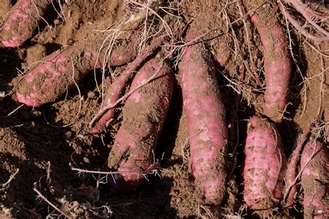 Your Growing Guide to Sweet Potatoes: Plant Care Tips and Varieties