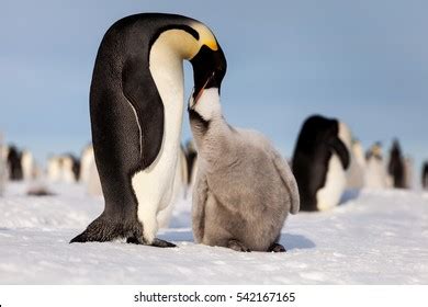 11,903 imágenes de Penguin feed - Imágenes, fotos y vectores de stock | Shutterstock