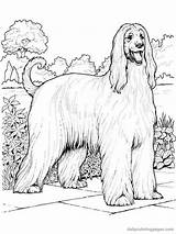 Realistic Dog Coloring Pages  Home sketch template