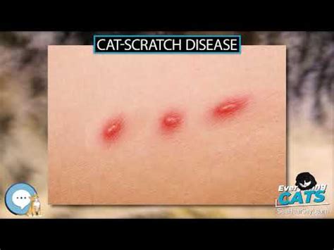 What Does An Infected Cat Scratch Look Like? | PetThings