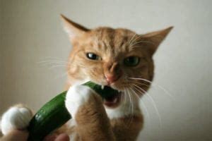 3 Answers to whats the deal with cats and cucumbers? | Cattify