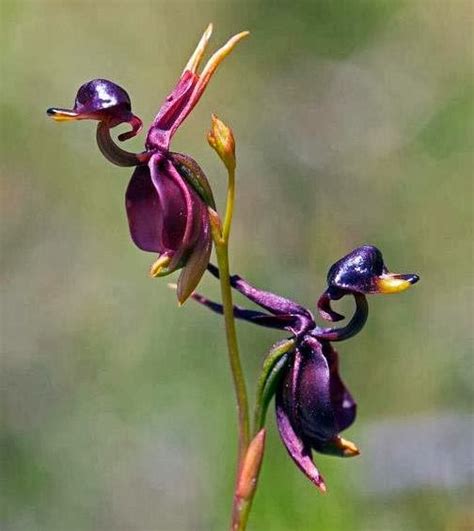 Flying Duck Orchid – Plant – Plantslive