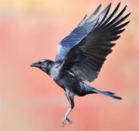 I ♥ Crows — Old Crow! (by JRIDLEY1) | Crow pictures, Crow flying, Crow bird
