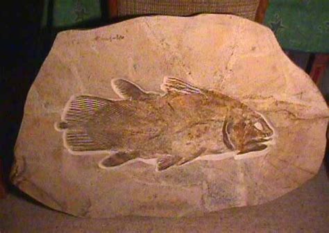 LIVING DINOSAURS - The Coelacanth |The Garden of Eaden | Fish fossil ...