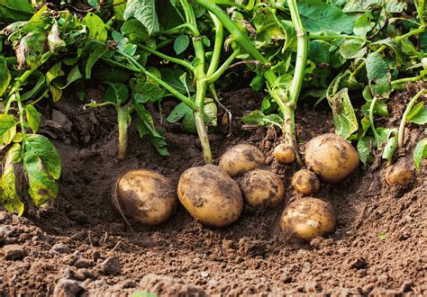 Growing Potatoes - Everything You Need to Know for Planting and Caring - Plants Spark Joy