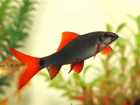 Best Fish For Your Office Desk - Boldsky.com