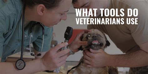 What Tools Do Veterinarians Use – Basic, Surgery & FAQ