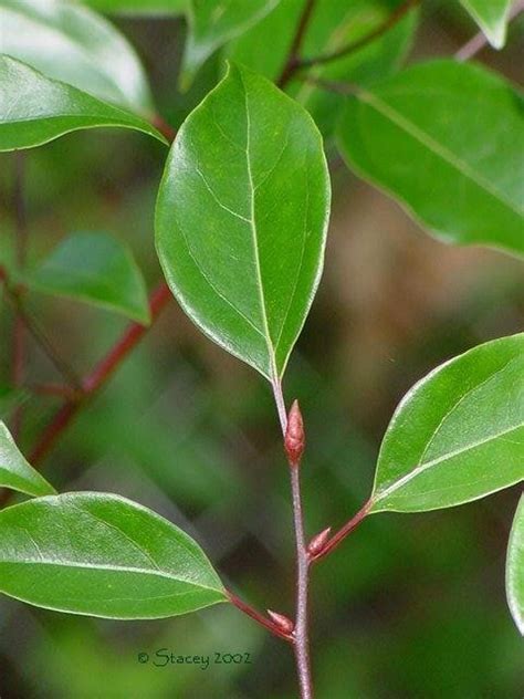 PlantFiles Pictures: Cinnamomum Species, Camphor Tree, Camphor Laurel, Camphorwood (Cinnamomum ...