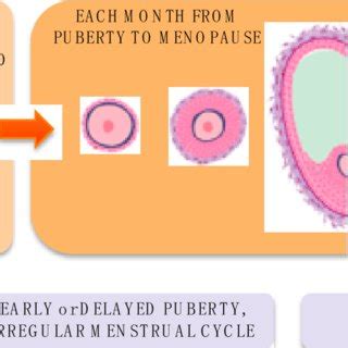 Stages of oocyte development: disruption by EDCs at different life... | Download Scientific Diagram