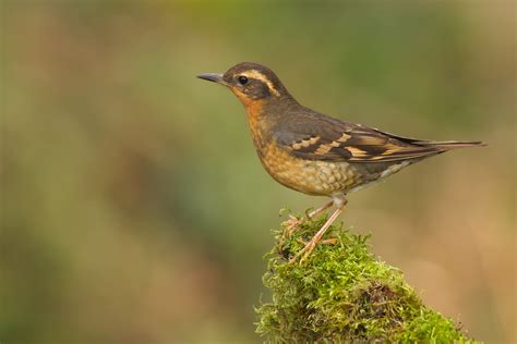 Varied Thrush | Female Varied Thrush. ixoreus naevius | Martin ...