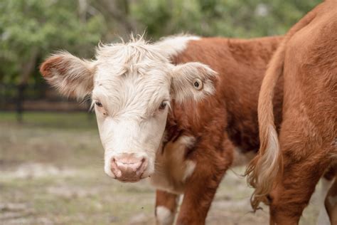 Purchase Hereford Cattle — The Seven Oaks Ranch