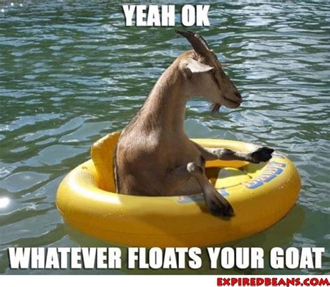 whatever floats your boat! | Animal puns, Haha funny, Laugh