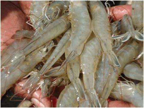 Culture of whiteleg shrimp, Liptopenaeus vannamei in India - Fish ...