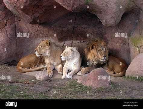 Three Lions sitting in the Den Stock Photo - Alamy