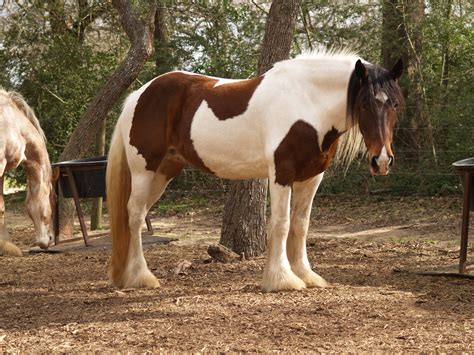 Color Series Part 1: Tobiano vs Sabino :: Horse Feathers Farm