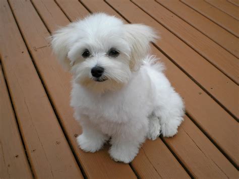 Il Maltipoo-Maltese Poodle Mix-Animal Corner | Lima