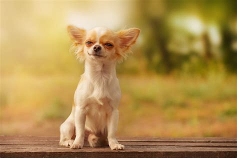 Watch As Chihuahua Rings Tiny Doorbell To Alert Her Owner She Needs 'Potty' - Newsweek