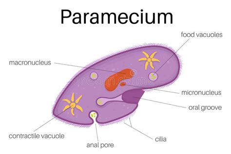 TheÂ structure Â ofÂ paramecium Stock Vector - Illustration of nucleus, paramecium: 113162330