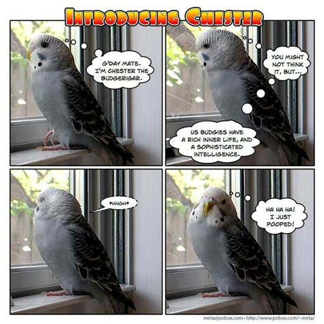 Pin by Raising Parrots 101 on Budgies | Budgies, Cute funny animals, Parakeet