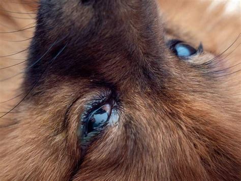 Is It a Dog Eye Allergy or an Eye Infection? How to Tell the Difference