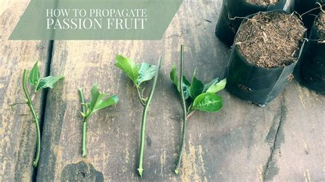 How to propagate passion fruit from cuttings (Passiflora edulis) - YouTube