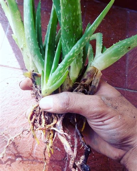 Cara Menanam Lidah Buaya Dalam Pot Agar Tumbuh Subur - Bertani