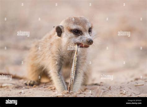 Eat snake hi-res stock photography and images - Alamy