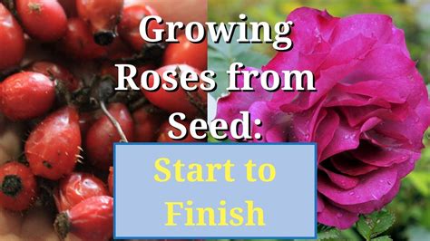 Grow Roses from Seed: Start to Finish - YouTube