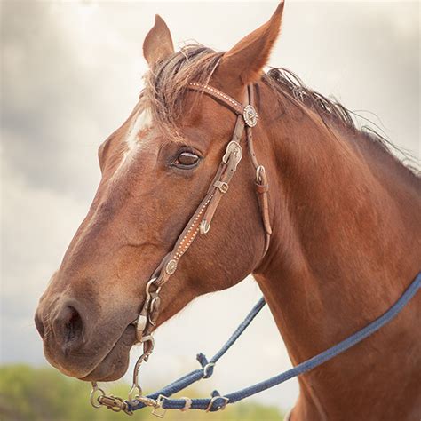 What Is the Difference Between a Bridle and Halter?