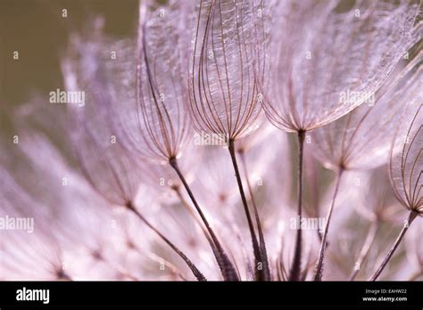 close up dandelion seeds Stock Photo - Alamy