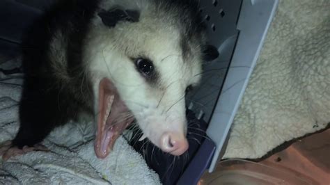 Possum Making Funny Sound - YouTube