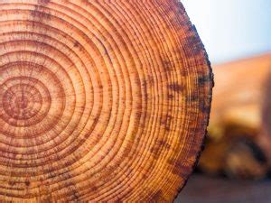 tree rings on cut tree stump – Macon County Conservation District