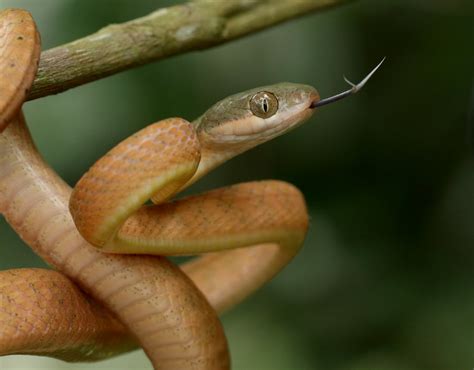 Black-headed Cat Snake (Boiga nigriceps) | Selangor, Malaysi… | cowyeow ...